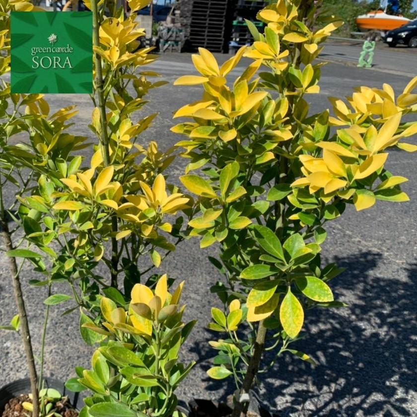 黄金マサキH1100〜1300mm 10本 鉢底より 植木 苗 : SORA - 通販