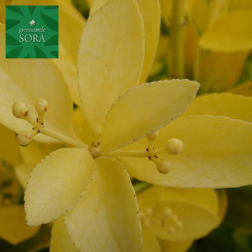 先だつものマサキH1100粍前後 3本 鉢底より 植木 苗 生け垣用 花-花、ガーデニング