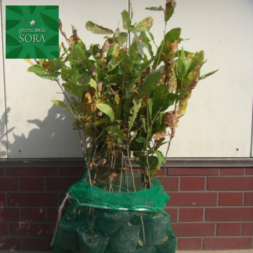 橡 H500〜700粍 200本 鉢底より 植木 苗 花-花、ガーデニング-苗