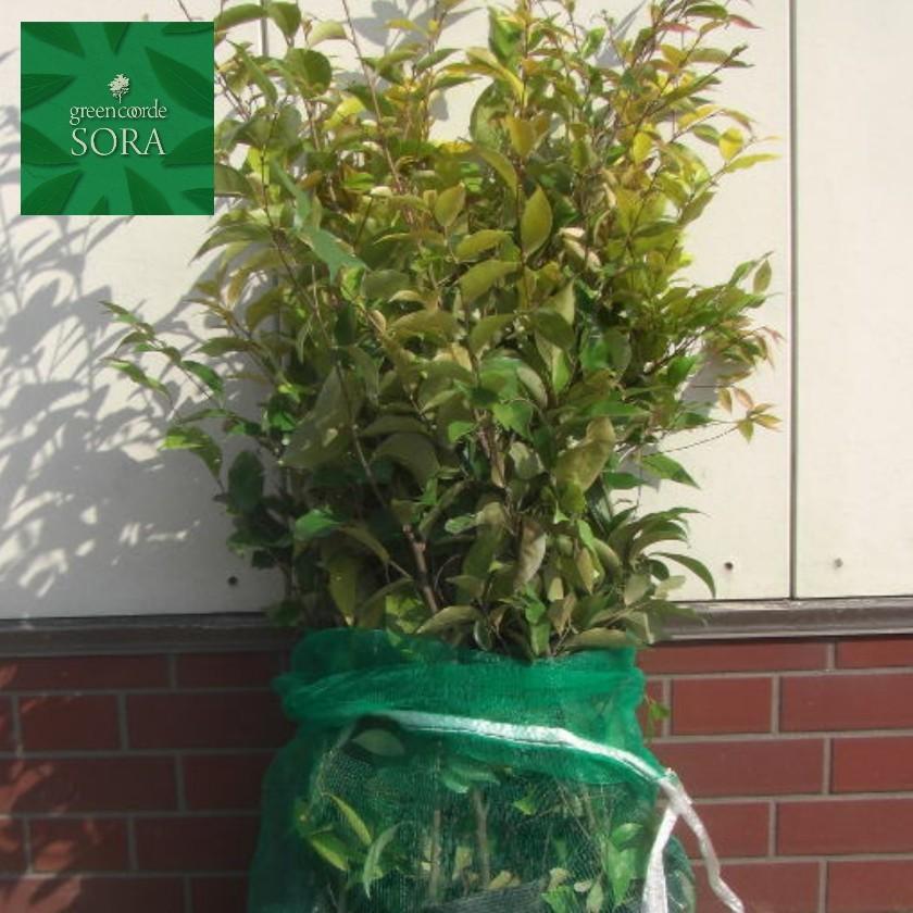 コジイ H500〜700粍 100本 鉢底より 植木 苗 苗-花、ガーデニング