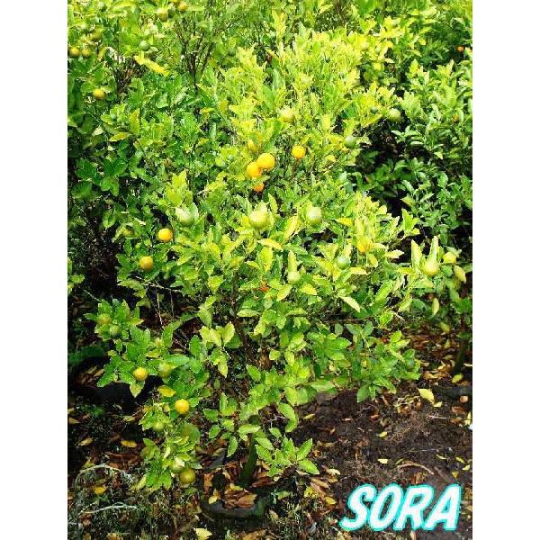 タチバナ 樹高H:1800mm　植木 苗｜e-sora
