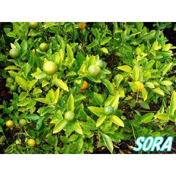 タチバナ 樹高H:1800mm　植木 苗｜e-sora｜02