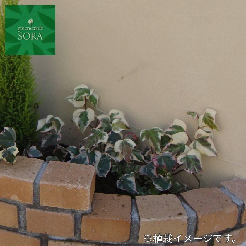 ヘデラ カナリエンシスバリエガータ 24本 Janu 146 Sora 通販 Yahoo ショッピング