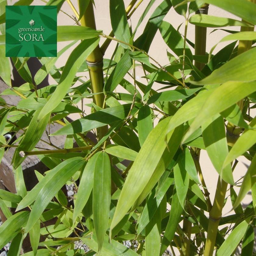 ホテイチク 株立 樹高H:1500mm　2株　植木 苗