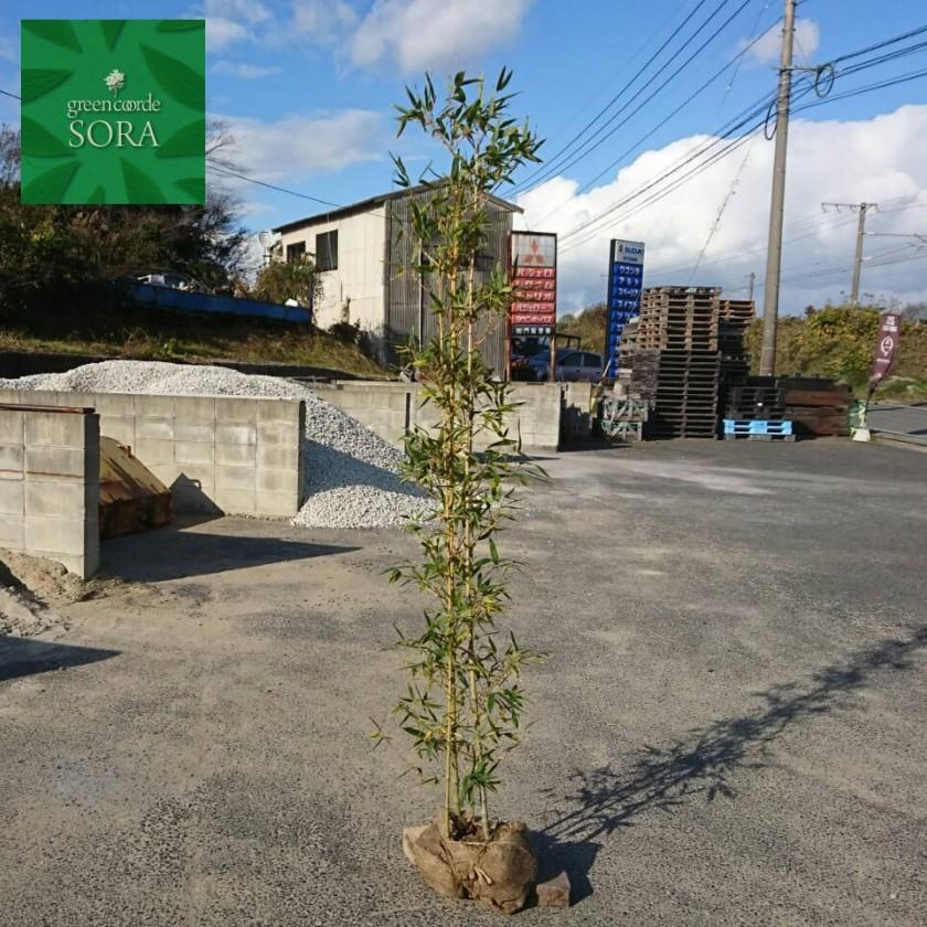 ホテイチク 株立 樹高H:1500mm　2株　植木 苗 ホテイチク 株立 樹高H