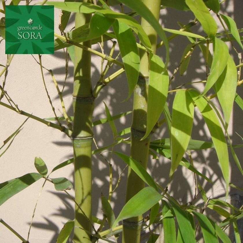 ホテイチク 株立 樹高H:1500mm　2株　植木 苗 ホテイチク 株立 樹高H