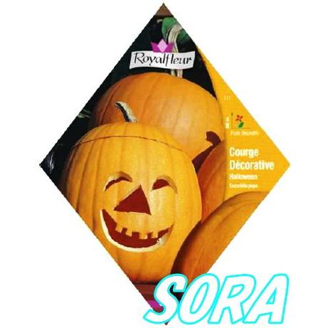 ロイヤルフルール ハロウィンカボチャ｜e-sora