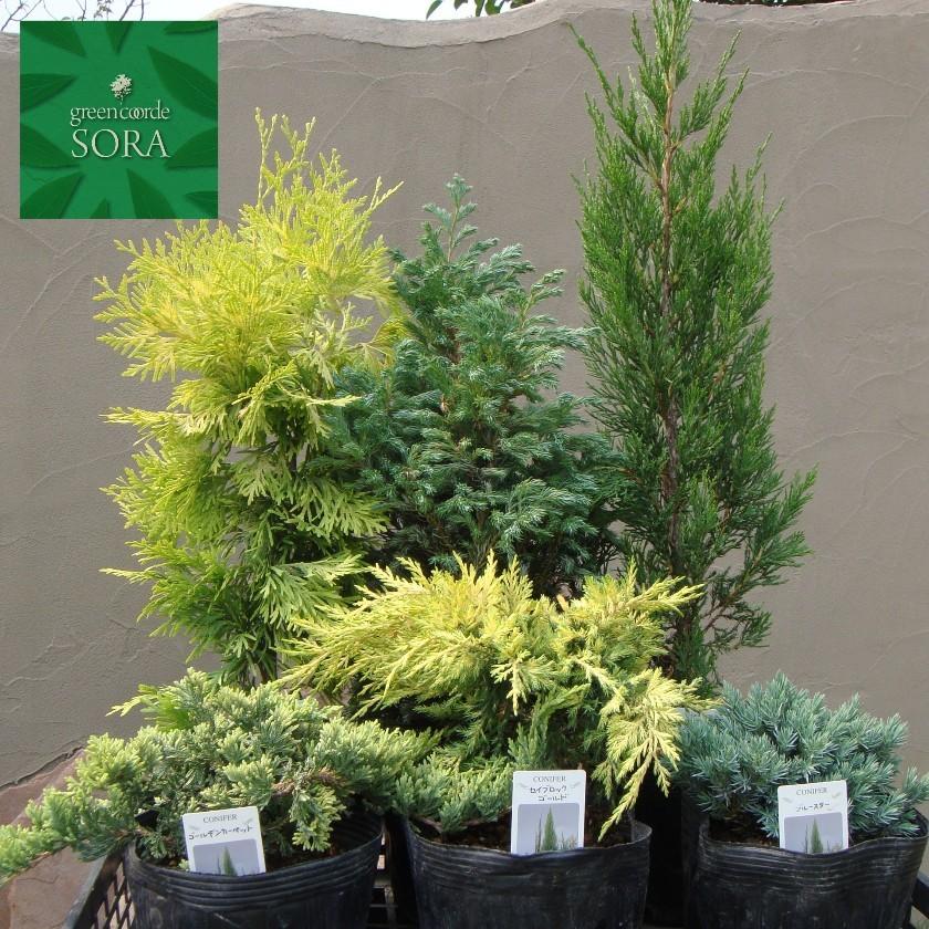 コニファー15cmポットミックスセットC 5本 植木 苗 : SORA - 通販