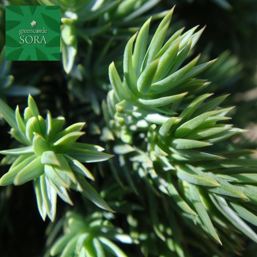 ブルースター15ｃｍポット 1本 植木 苗 Mmcn 165 Sora 通販 Yahoo ショッピング