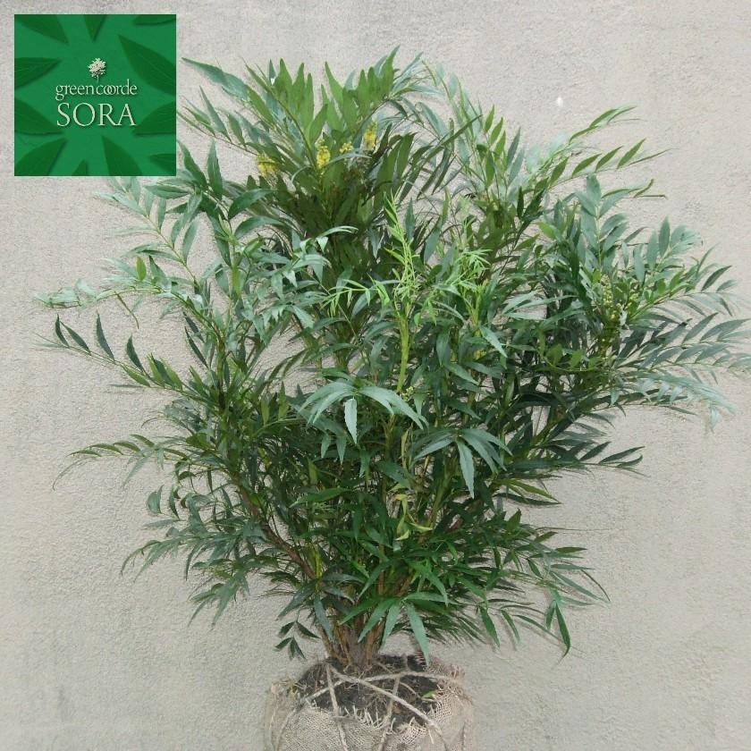 マホニアコンフューサ H700〜900mm 鉢底より 植木 苗 : SORA - 通販