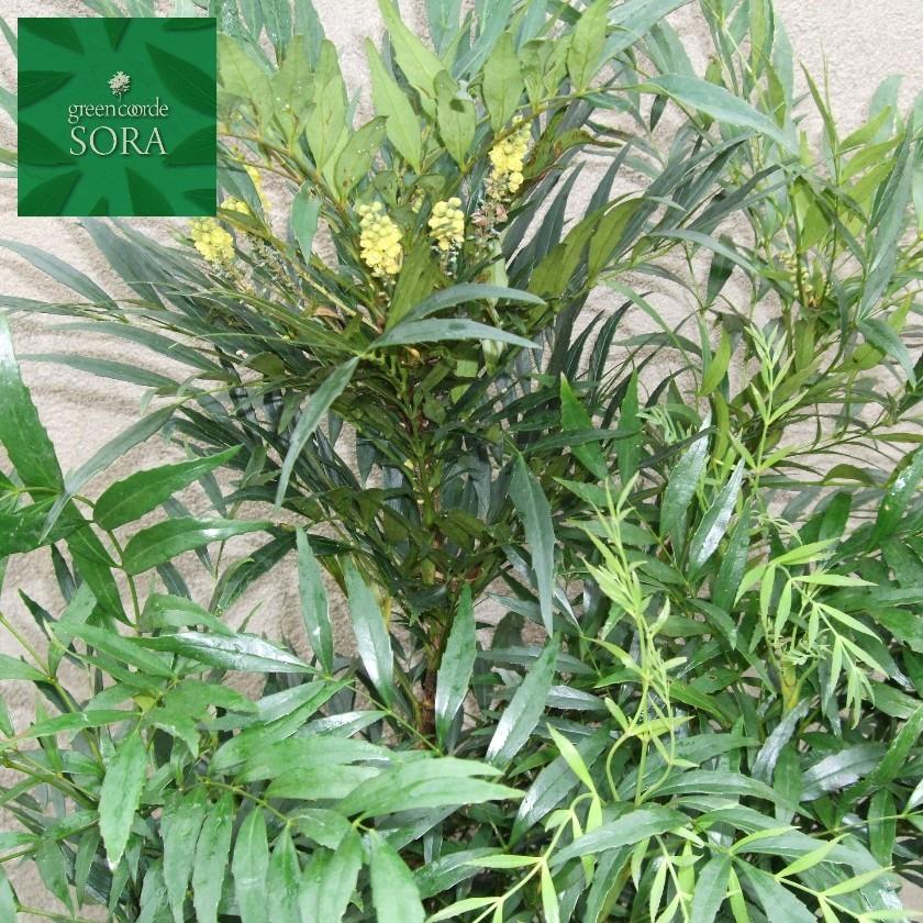 マホニアコンフューサ H700〜900mm 鉢底より 植木 苗 : SORA - 通販