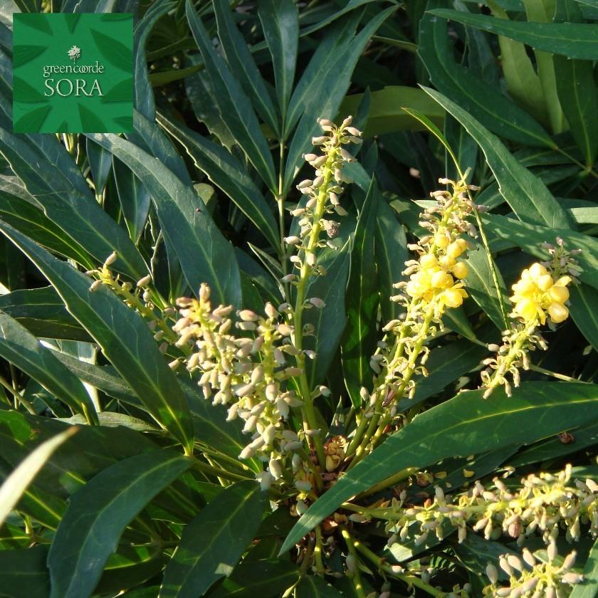マホニアコンフューサ H700〜900mm 鉢底より 植木 苗 : SORA - 通販