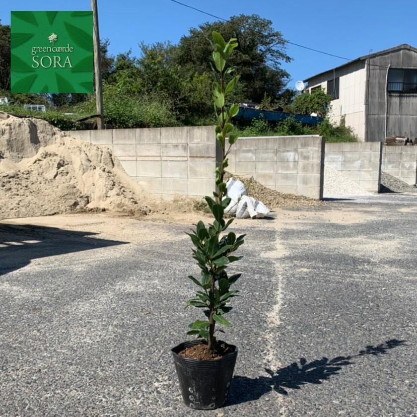 最大62 Offクーポン 月桂樹 ローリエ 苗 ゲッケイジュ ローレル 苗木 シンボルツリー 常緑 庭木 常緑樹 目隠し 高木 植木 植物 木 ガーデニング 観葉植物 大型 観葉 エクステリア 園芸 庭植え 記念樹 常緑広葉樹 広葉樹 Fucoa Cl