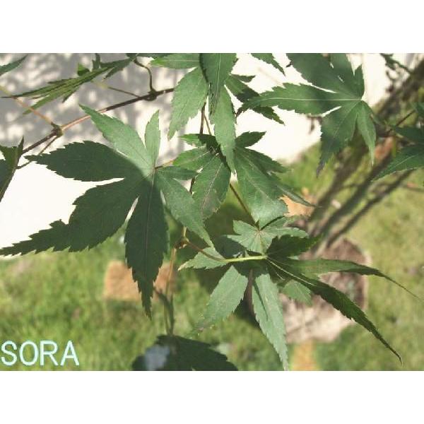 イロハモミジ　株立　樹高H:1800mm　植木 苗
