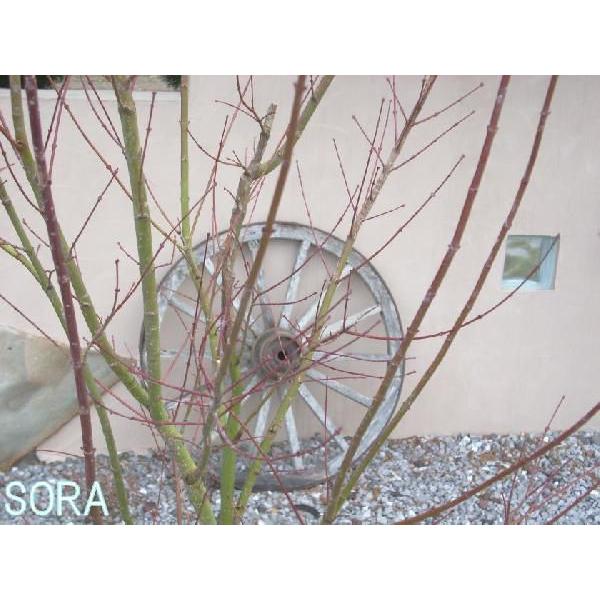 イロハモミジ　株立　樹高H:1800mm　植木 苗_2