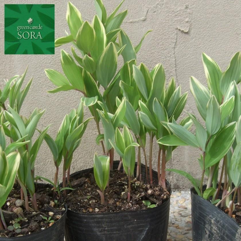 斑入りアマドコロ 6本 植木 苗 Nov Sora 通販 Yahoo ショッピング