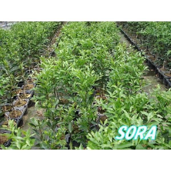 イチジク　バナーネ　植木 苗｜e-sora