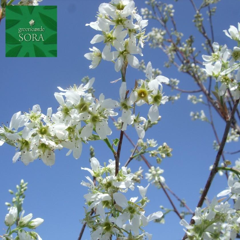 ジューンベリー 株立 樹高 H:2500mm　植木 苗