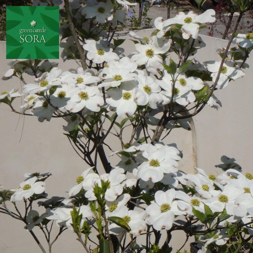 花水木 白 単木 樹高 H:2000mm 植木 苗の画像