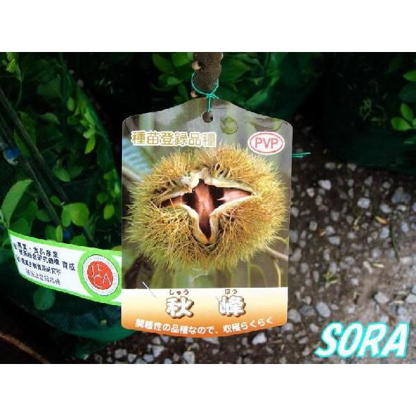 栗　秋峰　植木 苗｜e-sora