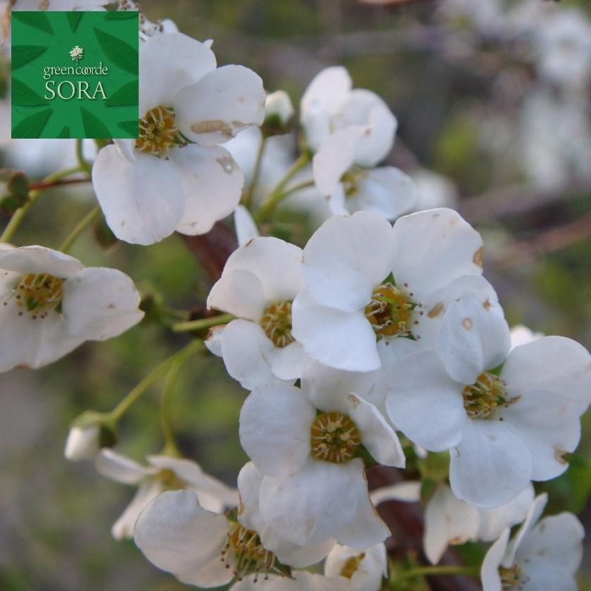 雪柳 白花 H500 700mm 鉢底より 植木 苗 Octb 412 Sora 通販 Yahoo ショッピング