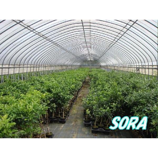 枇杷　長生早生　植木 苗｜e-sora