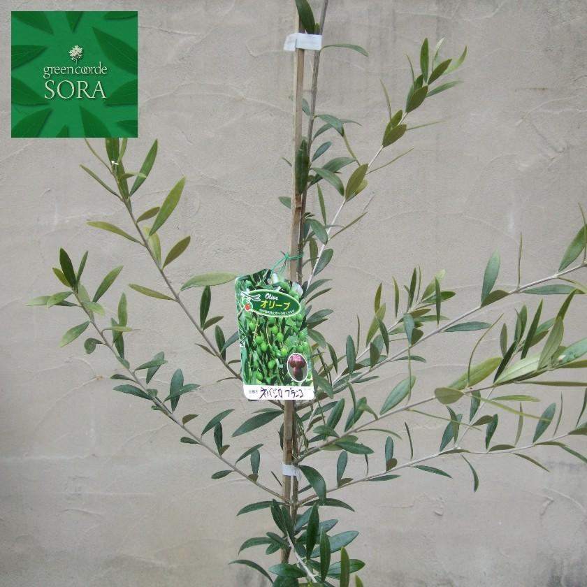 オリーブ ネバディロブランコ H700 900mm 10本 鉢底より 植木 苗 Octb 687 Sora 通販 Yahoo ショッピング