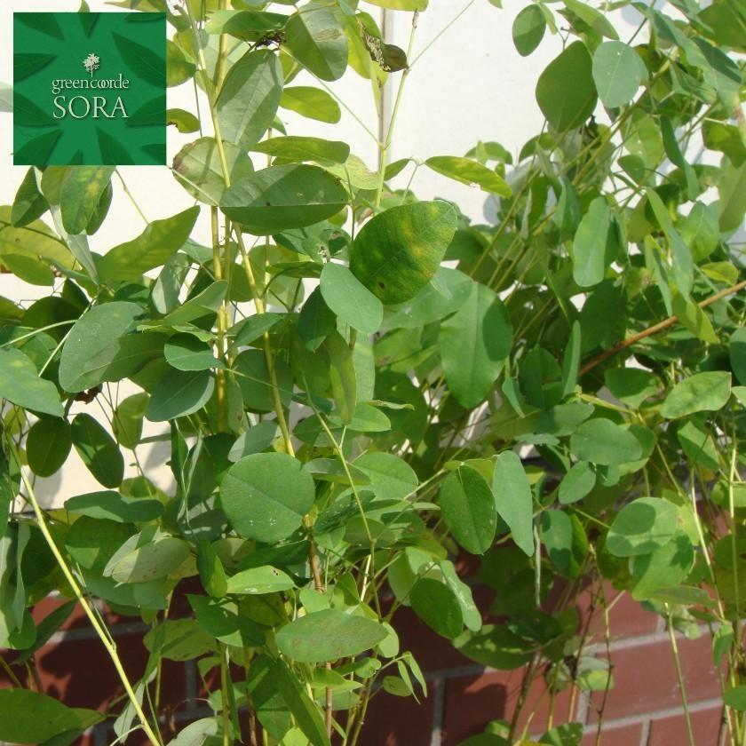 ヤマハギ　5本　植木 苗