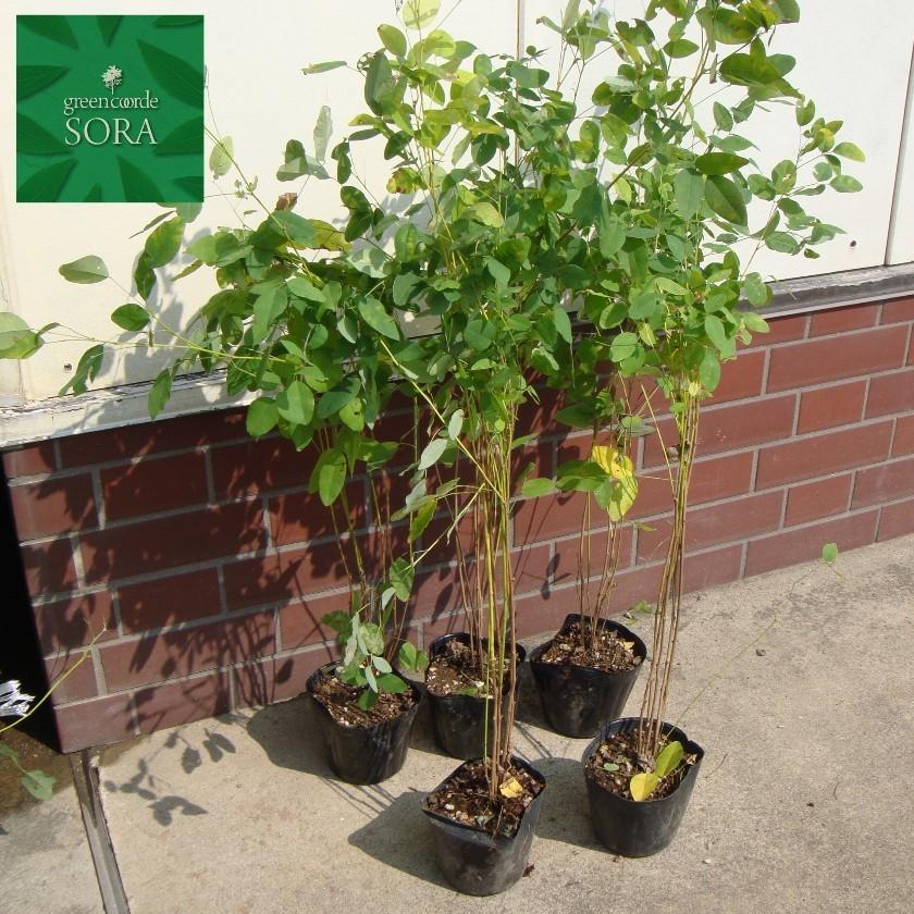 ヤマハギ　5本　植木 苗