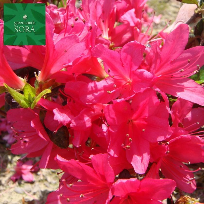 クルメツツジ 若楓 10本 植木 苗 苗-花、ガーデニング-花