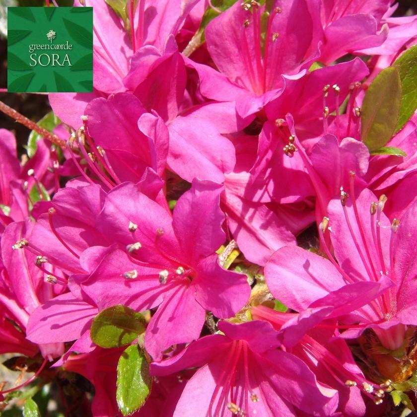 クルメツツジ 裾濃の糸 10本 植木 苗 花、ガーデニング-花
