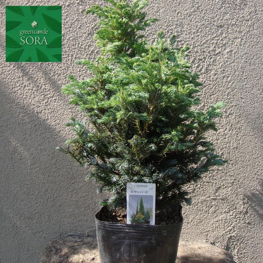 ボールバード15ｃｍポット 1本 Octb 968 Sora 通販 Yahoo ショッピング