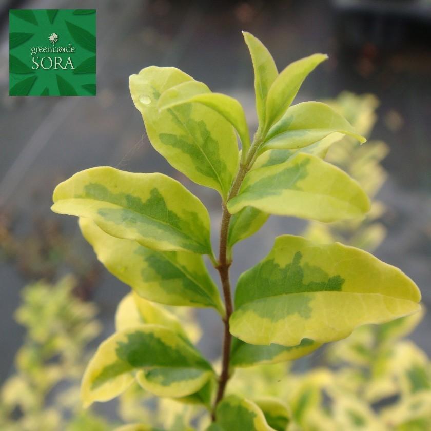 プリペット レモンアンドライム 20本 植木 苗 その他苗木、植木-苗木、植木