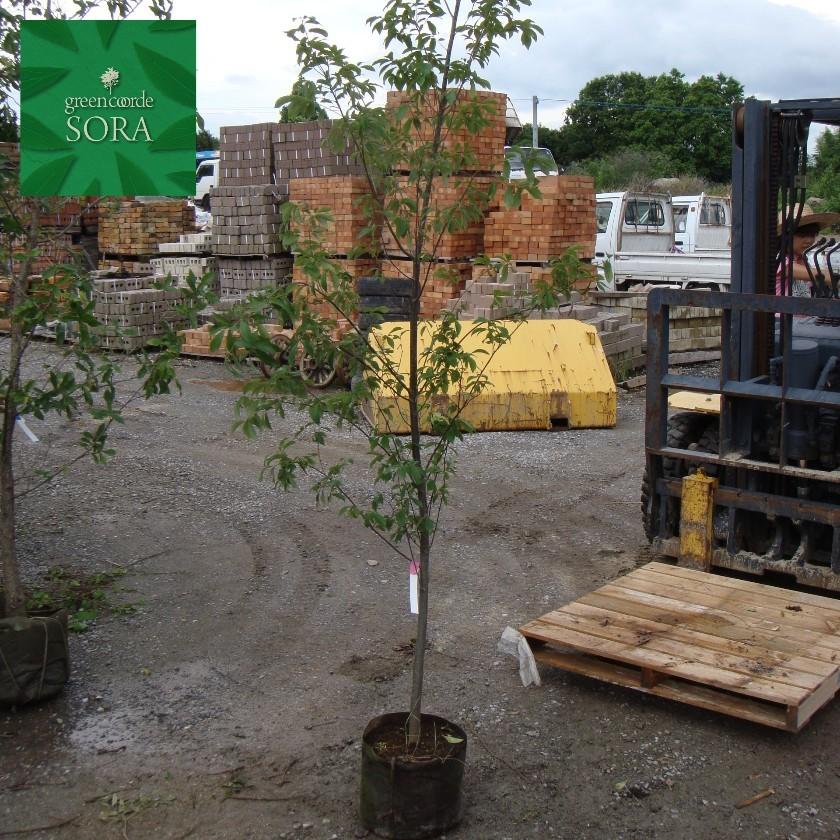 コナラ 単木 樹高H:3000mm 植木 苗 : SORA - 通販 - Yahoo!ショッピング