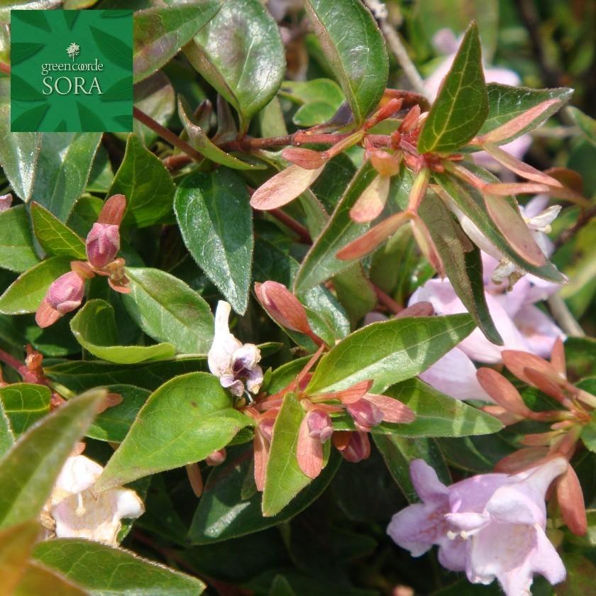 アベリア エドワードゴーチャ 5本 Sptb 053 Sora 通販 Yahoo ショッピング