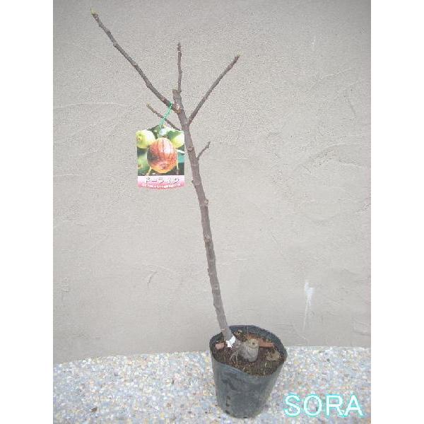 イチジク ドーフィン 2年生 植木 苗 : SORA - 通販 - Yahoo!ショッピング