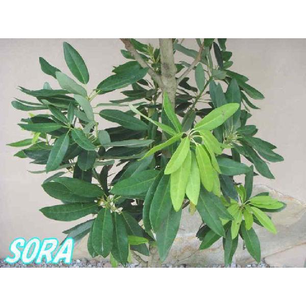 姫ユズリハ 樹高H:1500mm　植木 苗 姫ユズリハ 樹高H