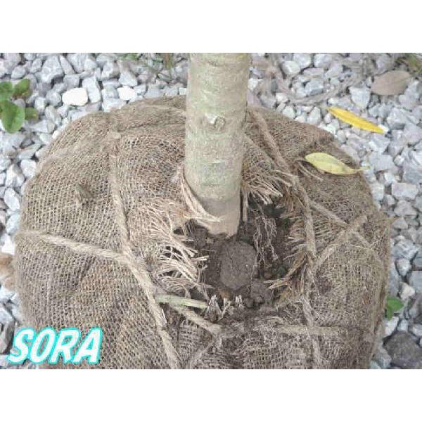 姫ユズリハ 樹高H:1500mm　植木 苗 姫ユズリハ 樹高H