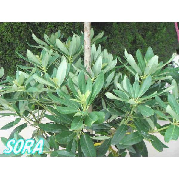 姫ユズリハ 樹高H:1500mm　植木 苗 姫ユズリハ 樹高H