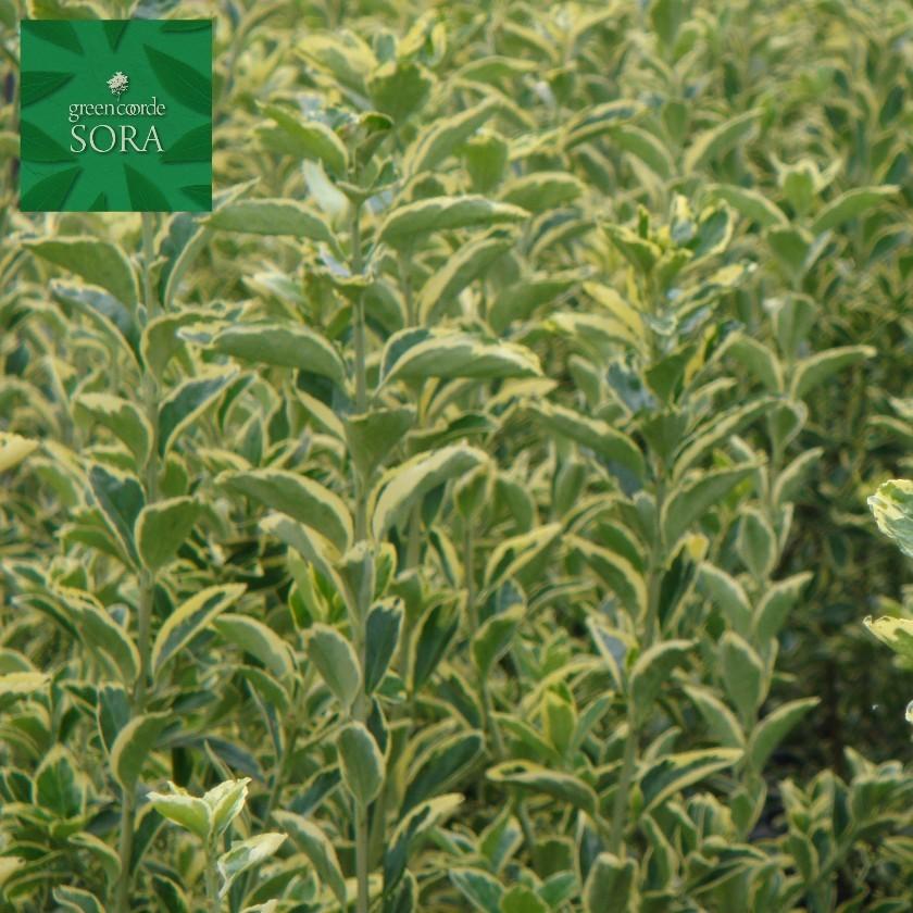 大人気商品通販 キフクリンマサキ H1100 H1300mm 10本 鉢底より 植木 苗 正規品の人気商品 Www Ssaf Pt