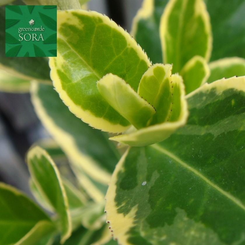 大人気商品通販 キフクリンマサキ H1100 H1300mm 10本 鉢底より 植木 苗 正規品の人気商品 Www Ssaf Pt