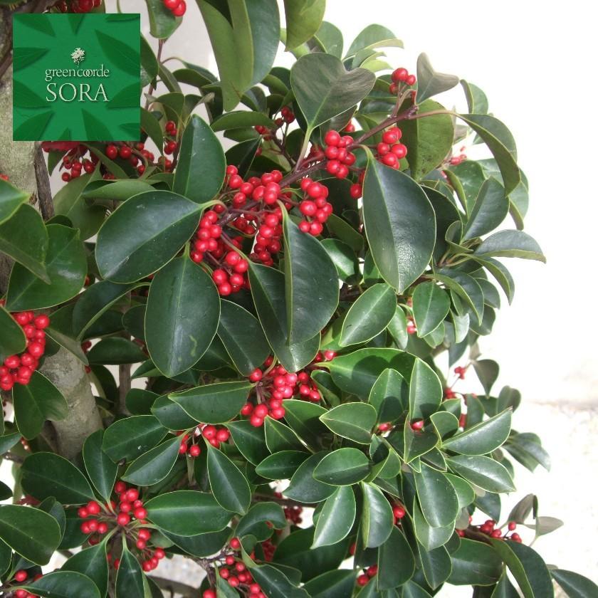 クロガネモチ 単木 樹高H:2000mm　植木 苗