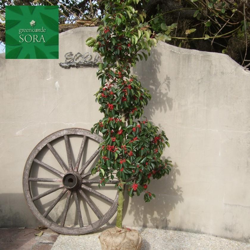 クロガネモチ 単木 樹高H:2000mm　植木 苗 落葉樹 N1503026282(14490円)