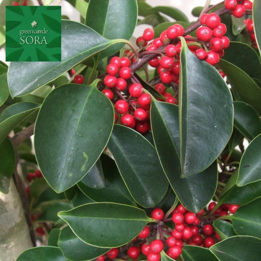 クロガネモチ 単木 樹高H:2000mm　植木 苗 落葉樹 N1503026282(14490円)