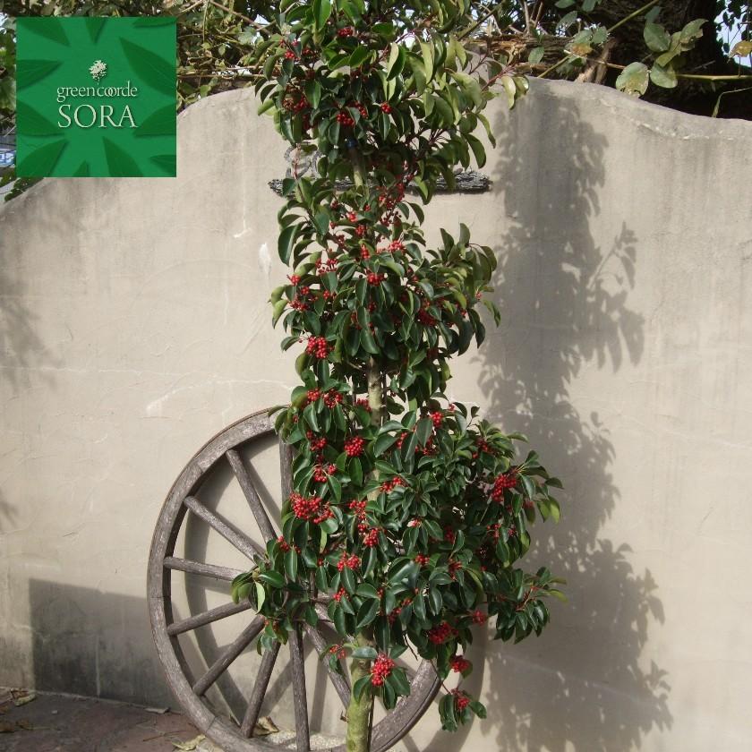 クロガネモチ 単木 樹高H:2000mm　植木 苗 落葉樹 N1503026282(14490円)