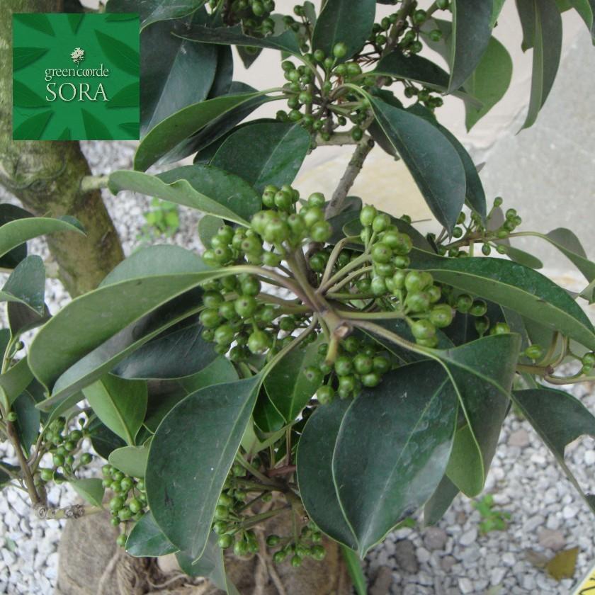 クロガネモチ 単木 樹高H:2000mm　植木 苗 クロガネモチ 苗 M1503024852(14490円)