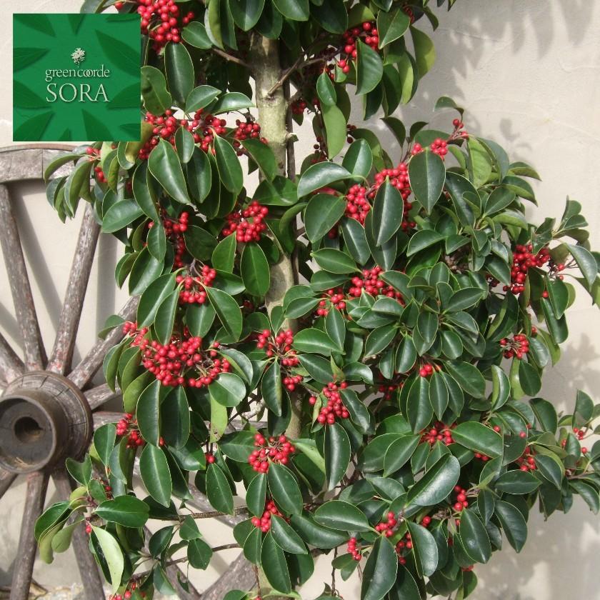 クロガネモチ 単木 樹高H:2000mm　植木 苗 クロガネモチ 苗 M1503024852(14490円)