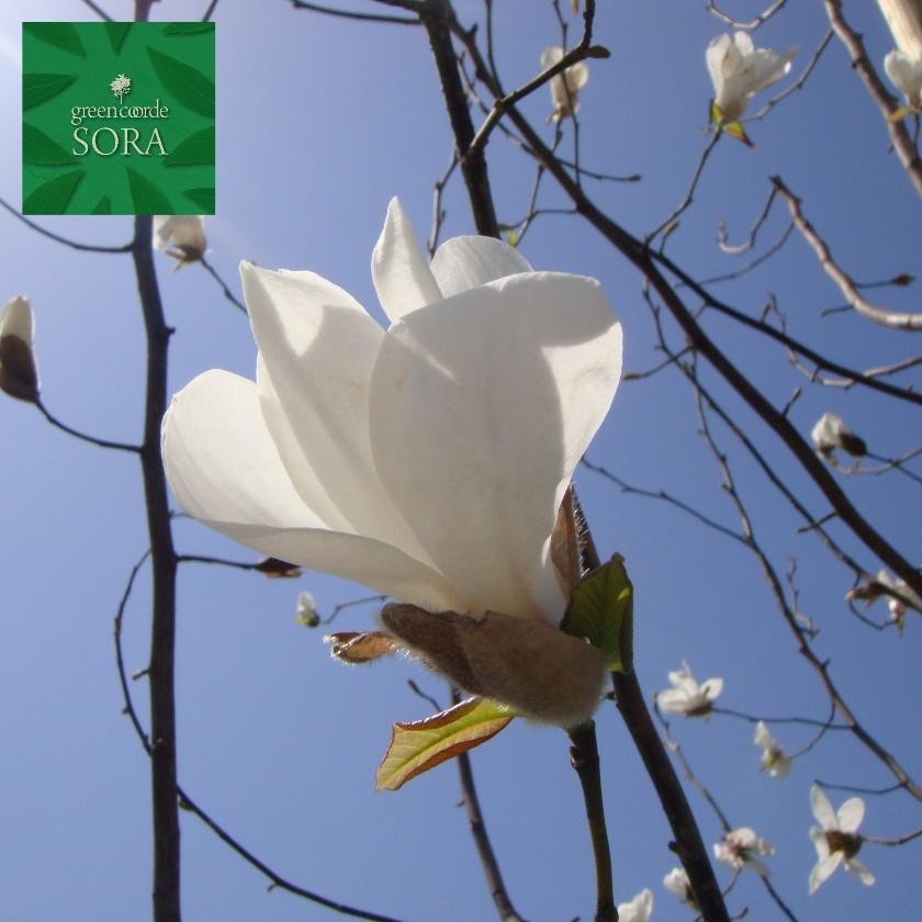 早春に他の木々に先駆けて白い花を梢いっぱいに咲かせます!!コブシ 単木 樹高H:2000mm　植木 苗