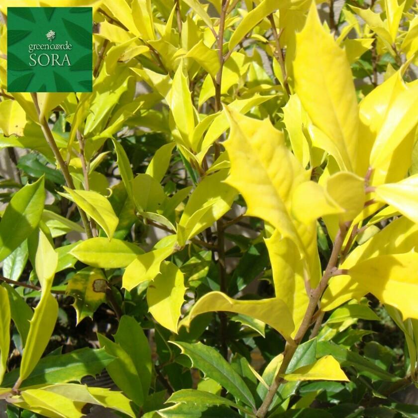 サニーフォスター　10本　植木 苗