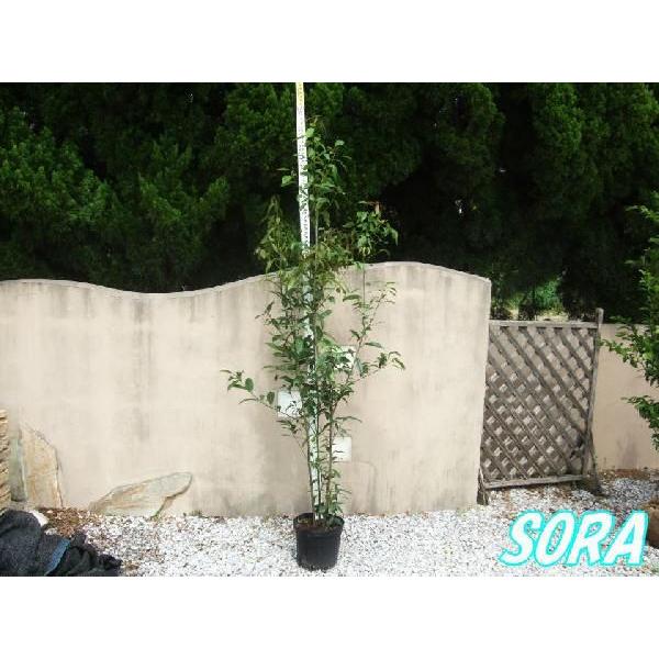 シラカシ 株立 樹高H:1500粍 植木 苗 花、ガーデニング-花-苗